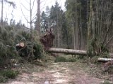 Nach Orkan Friederike  - Schorborn-Arholzen  (9)